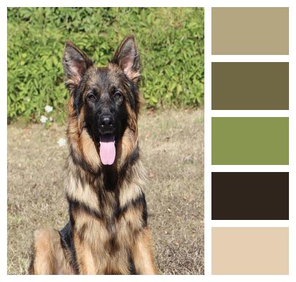 Outdoors Dog German Shepherd Dog Image